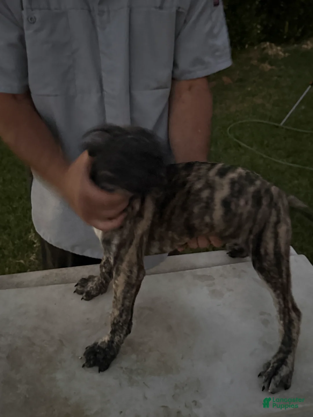 Mixed Breed dogs for sale: Dark Brindle Female - Ad 2