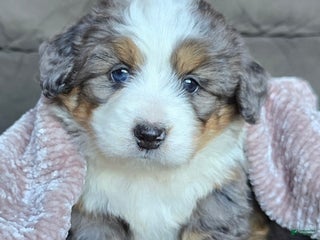 Mini Bernedoodle dogs - Ad 37