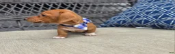 Miniature Dachshund dogs for sale: Blue Girl - Ad 5