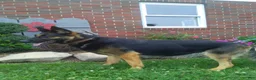 German Shepherd dogs for sale: Maverick - Ad 5