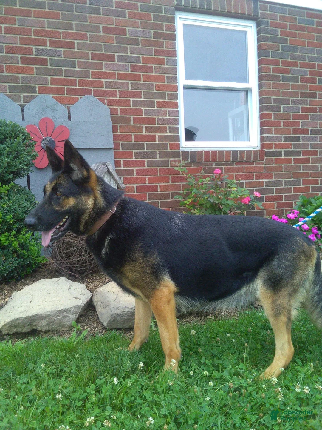 German Shepherd dogs for sale: Maverick - Ad 5