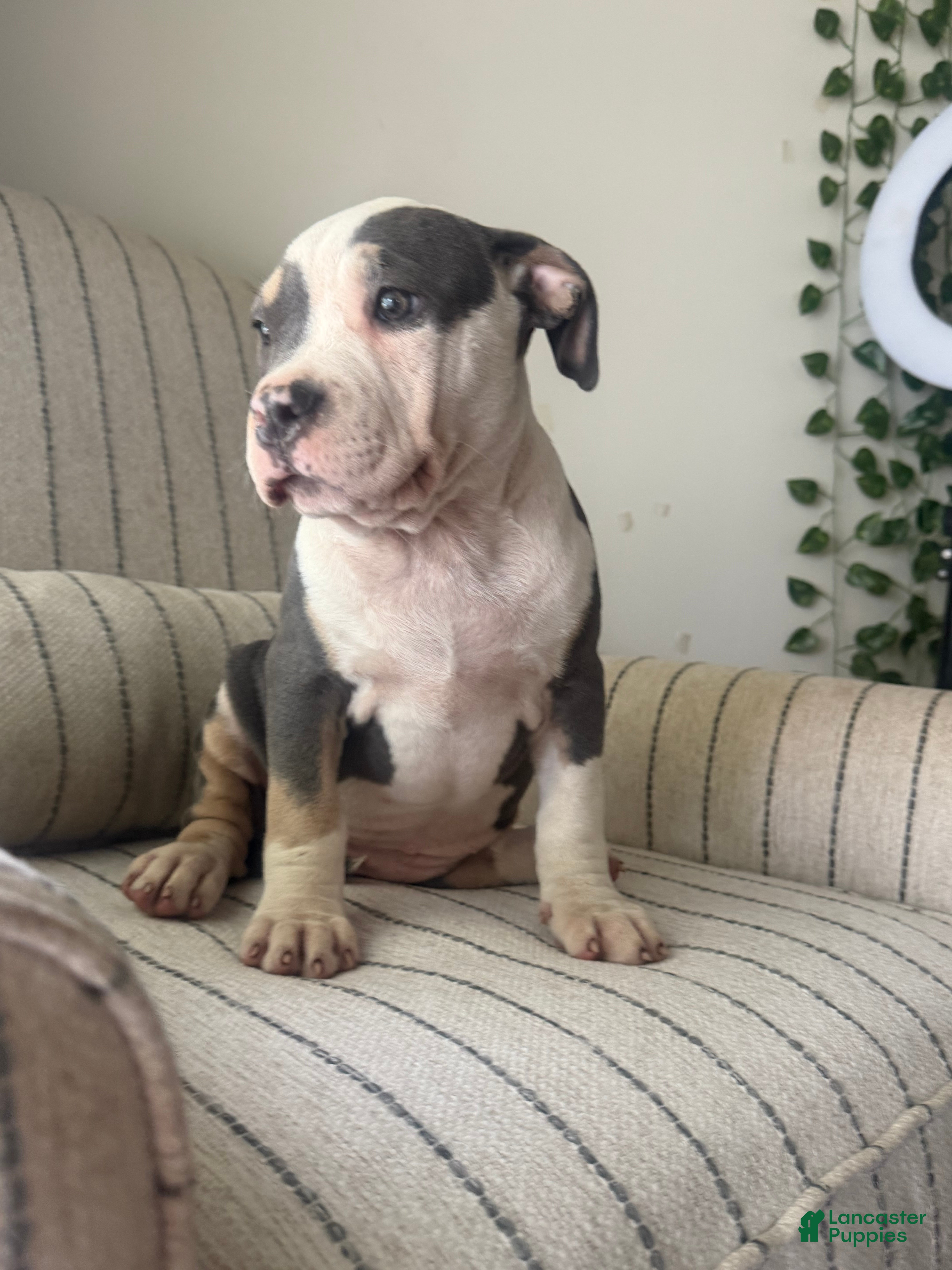 American Bully dogs Harley - Ad 1