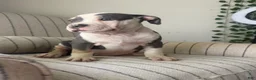 American Bully dogs for sale: Harley - Ad 1