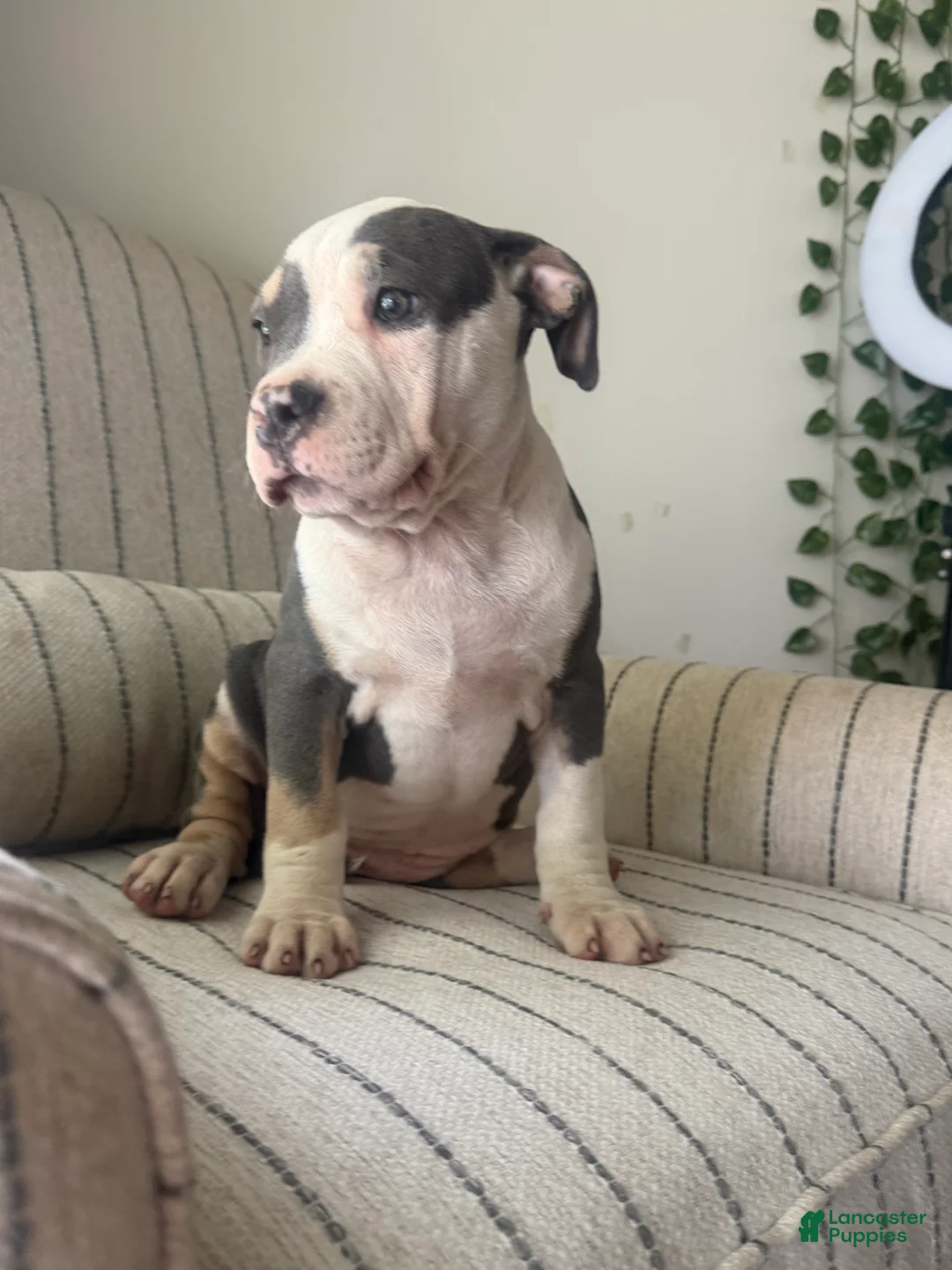 American Bully dogs for sale: Harley - Ad 1