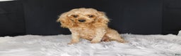 Cavapoo dogs for sale: Pip - Ad 3