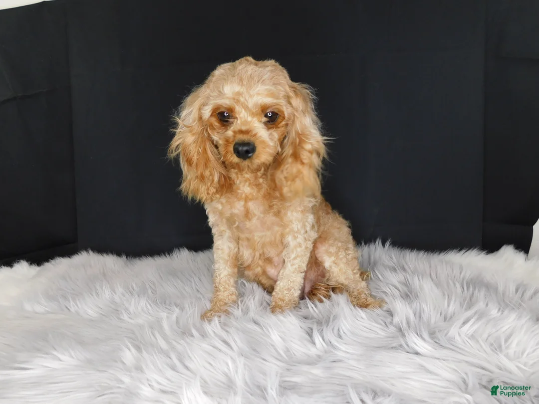 Cavapoo dogs for sale: Pip - Ad 3
