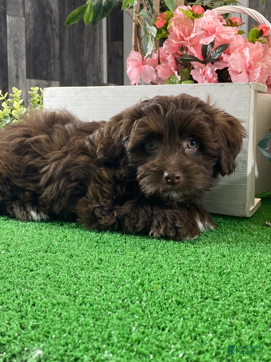 Havanese dogs for sale: Howie - Ad 2