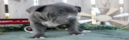 American Bully dogs for sale: Tara - Ad 3
