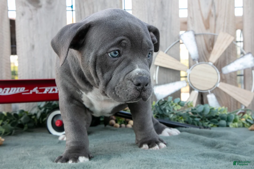 American Bully dogs for sale: Tara - Ad 3