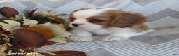 Cavalier King Charles Spaniel dogs for sale: Tyler - Ad 6