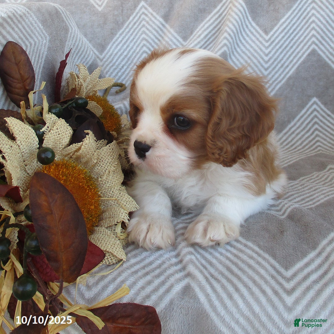 Cavalier King Charles Spaniel dogs for sale: Tyler - Ad 6