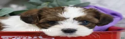 Mixed Breed dogs for sale: Loveda - Ad 12