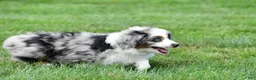 Miniature Australian Shepherd dogs for sale: Wendy - Ad 7