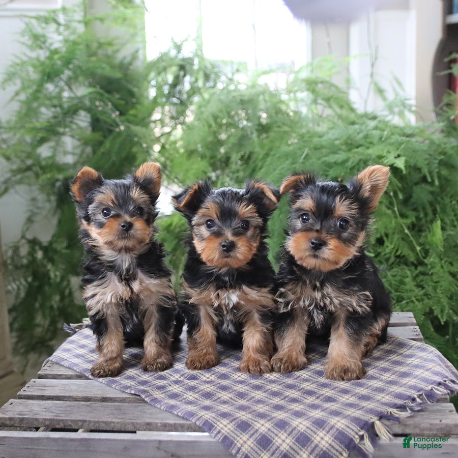 Yorkshire Terrier dogs Rosie - Ad 2