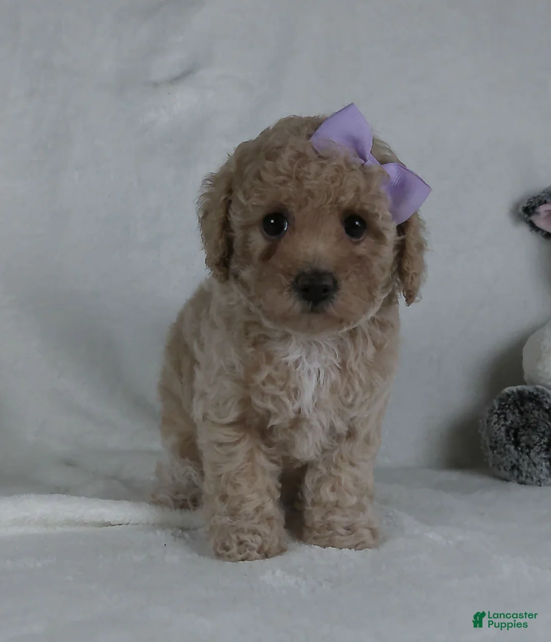 Miniature Poodle dogs for sale: Crystal  - Ad 5