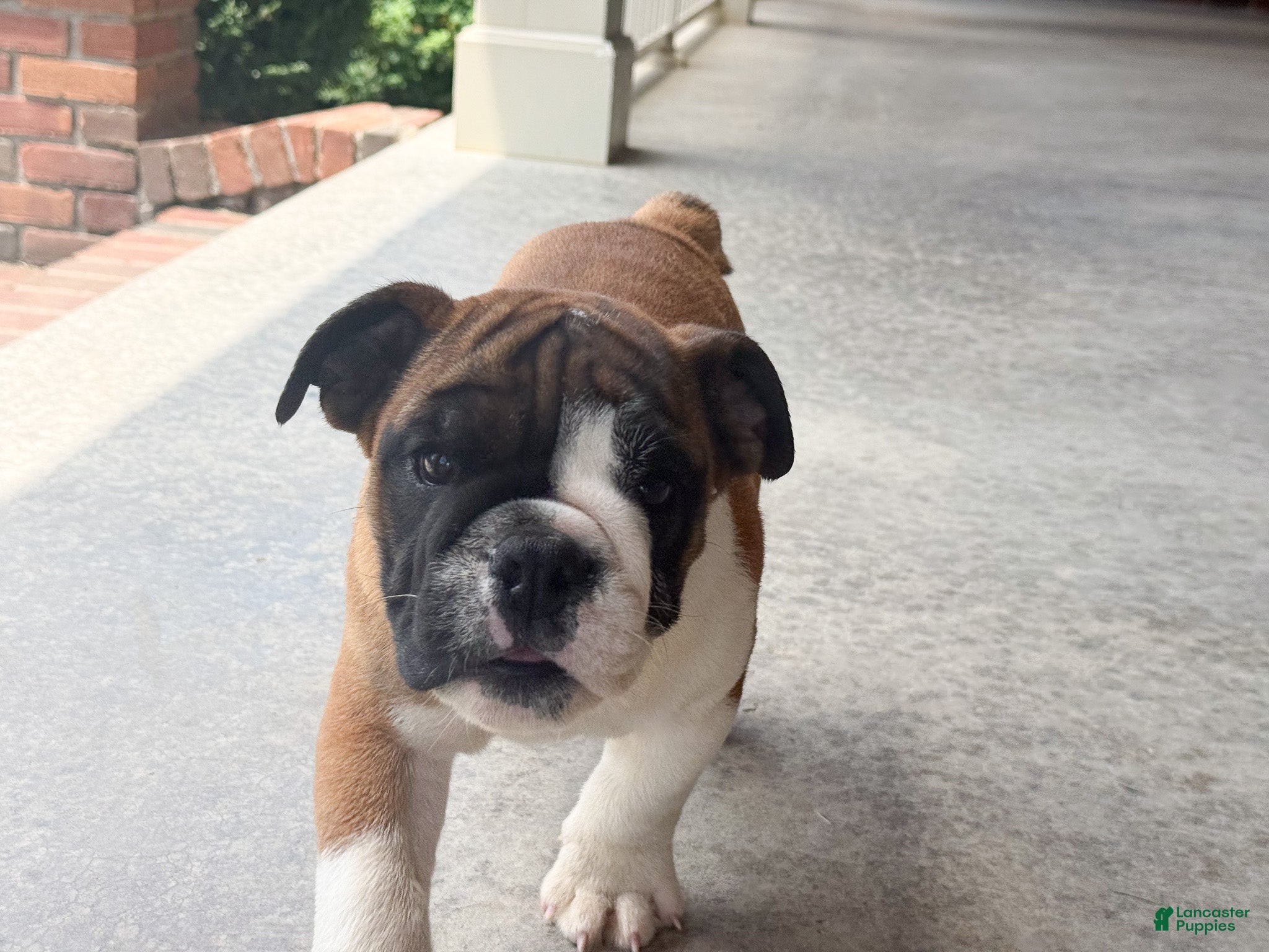 English Bulldog dogs Otis - Ad 2