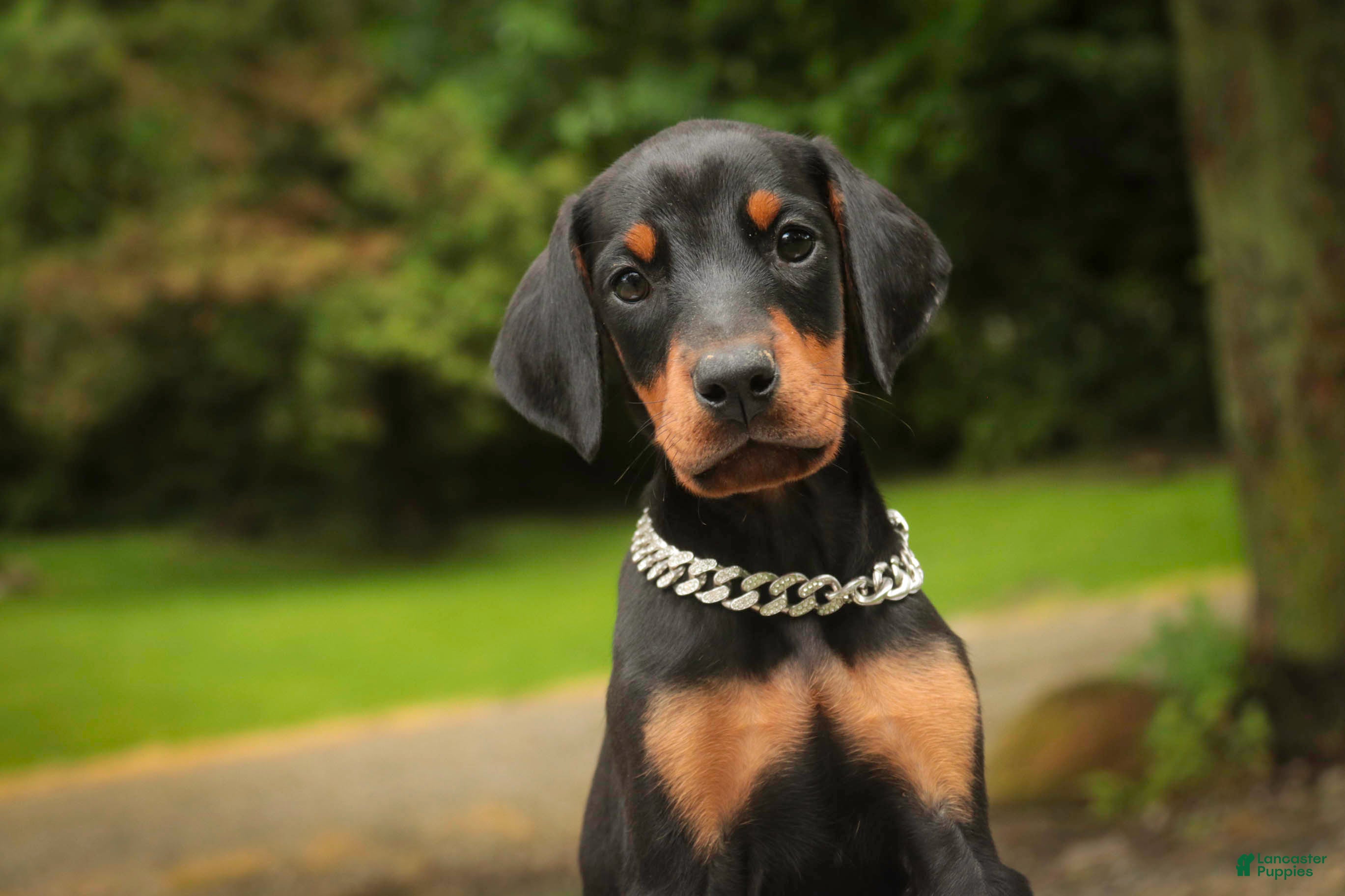 Doberman Pinscher dogs Isadora - Ad 1