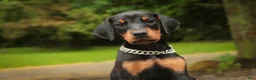 Doberman Pinscher dogs for sale: Isadora - Ad 3