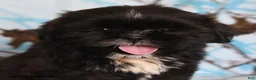 Shih Tzu dogs for sale: Bear - Ad 5