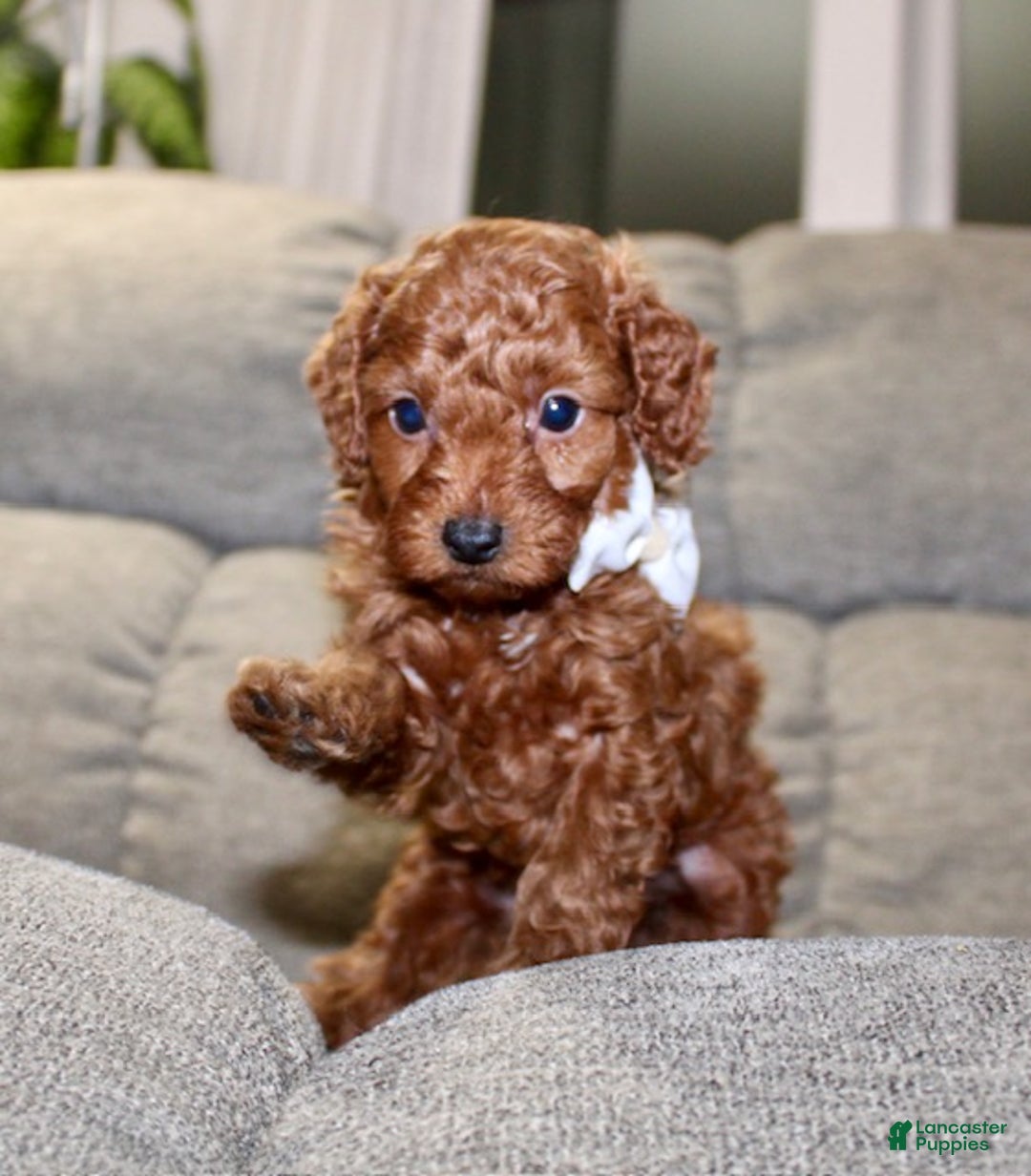 Miniature Poodle dogs for sale: Murphy - Ad 13