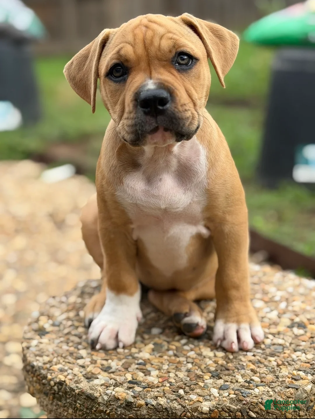 American Bully dogs for sale: CoCo - Ad 2