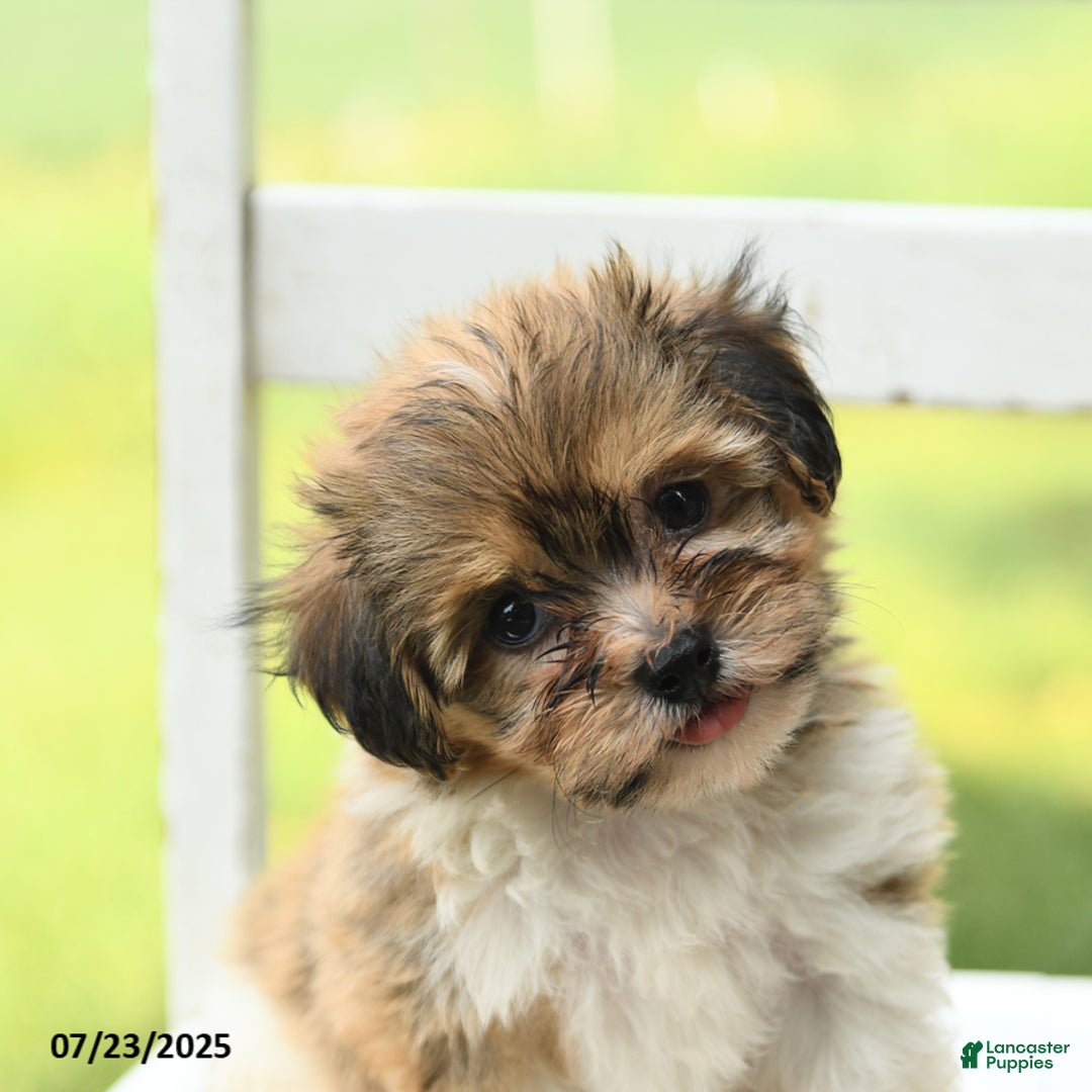 Havanese dogs for sale: Barkley - Ad 4