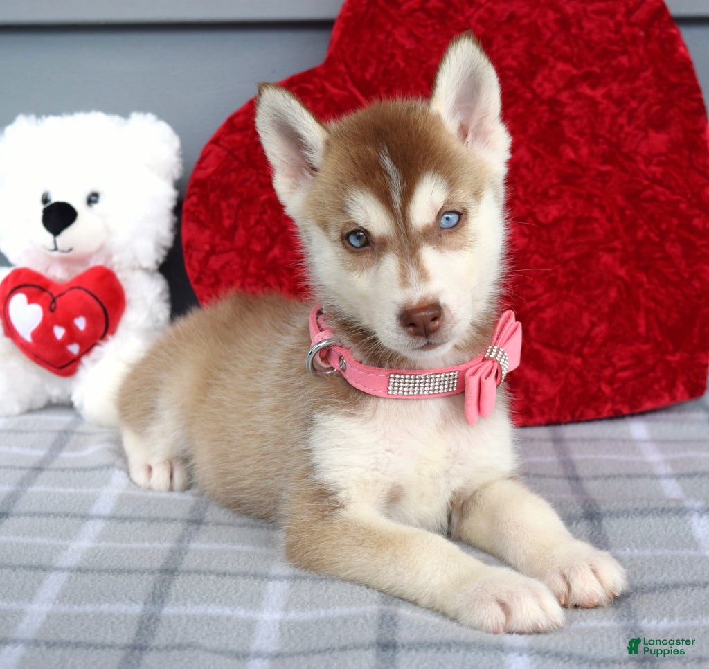Siberian Husky dogs Caramel  - Ad 2