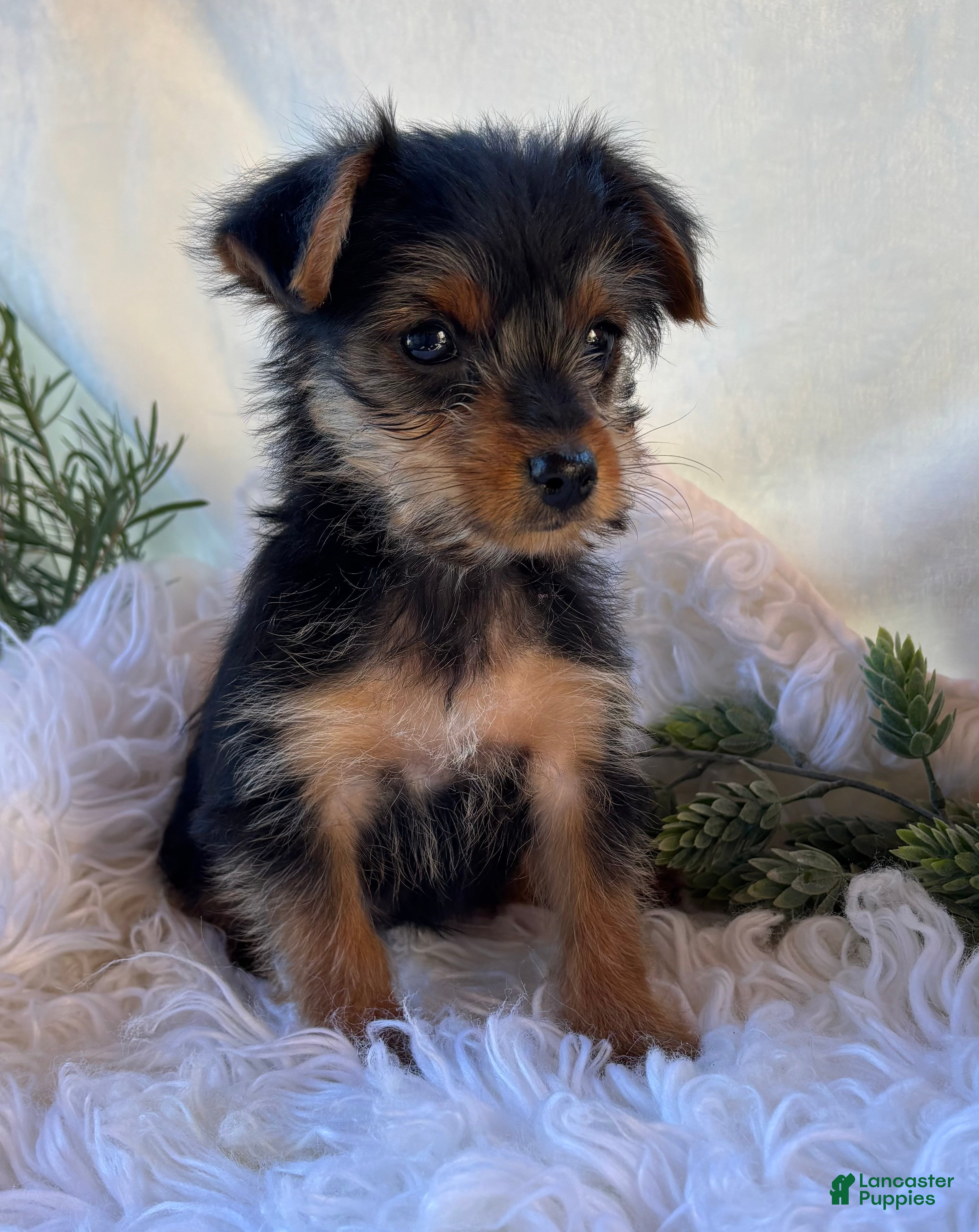 Yorkshire Terrier dogs for sale: MR Pepsi - Ad 2