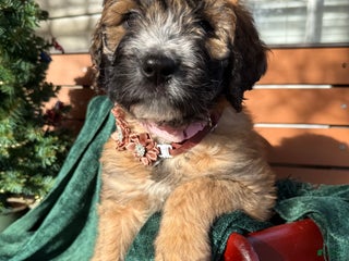 Mixed Breed dogs Opal - Ad 1