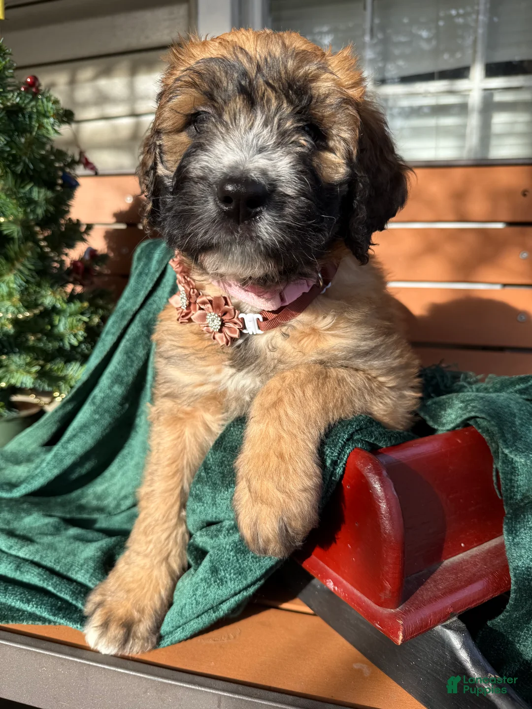 Mixed Breed dogs for sale: Opal - Ad 3