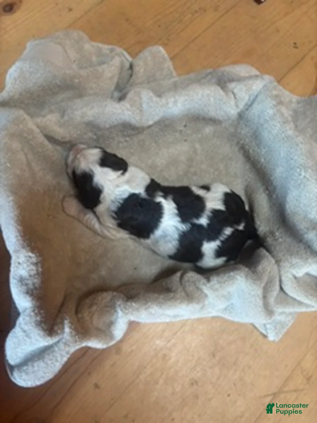 English Springer Spaniel dogs for sale: Olivia - Ad 10