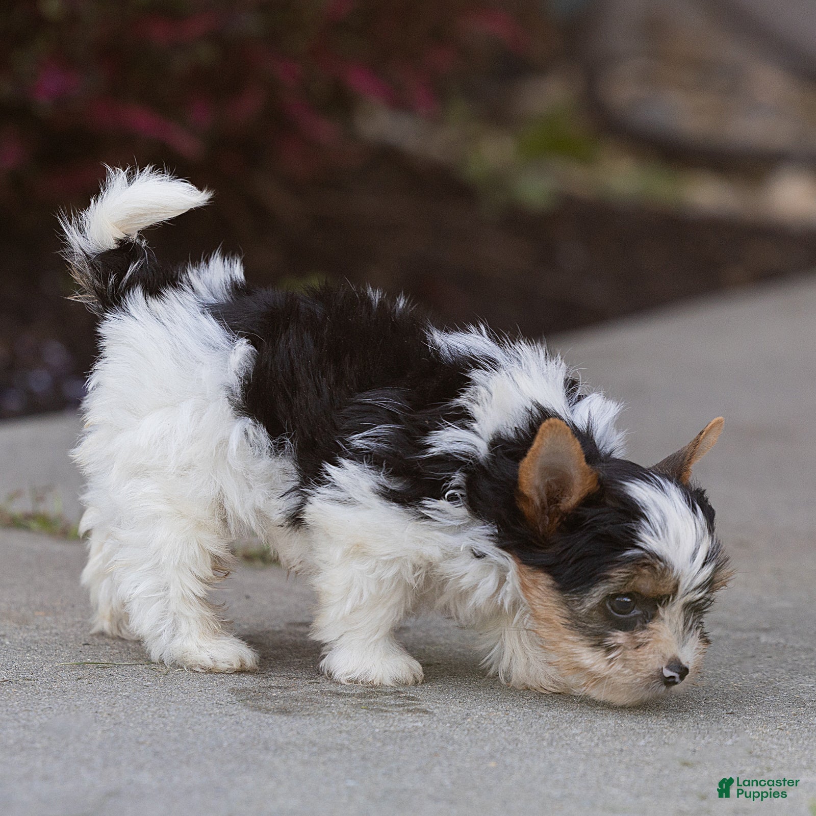 Biewer Terrier dogs Bennie Biewer Terrier  - Ad 2