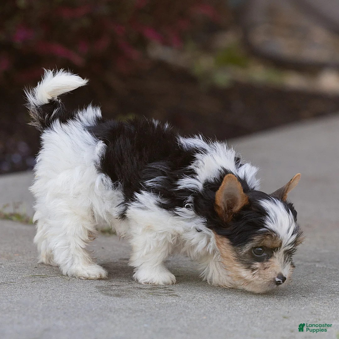 Biewer Terrier dogs for sale: Bennie Biewer Terrier  - Ad 2