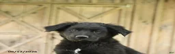 Mixed Breed dogs for sale: Shawn  - Ad 3