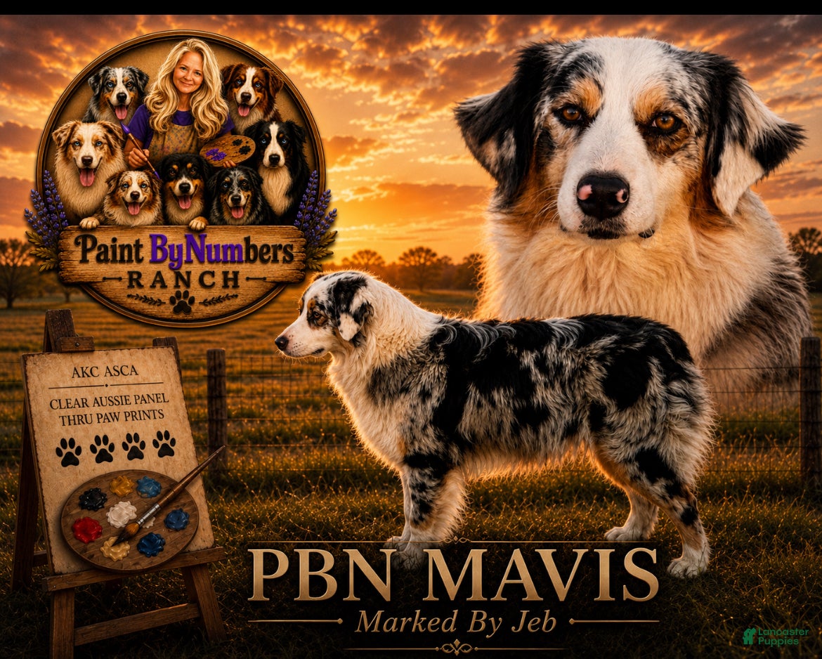 Australian Shepherd dogs for sale: Auggie - Ad 2