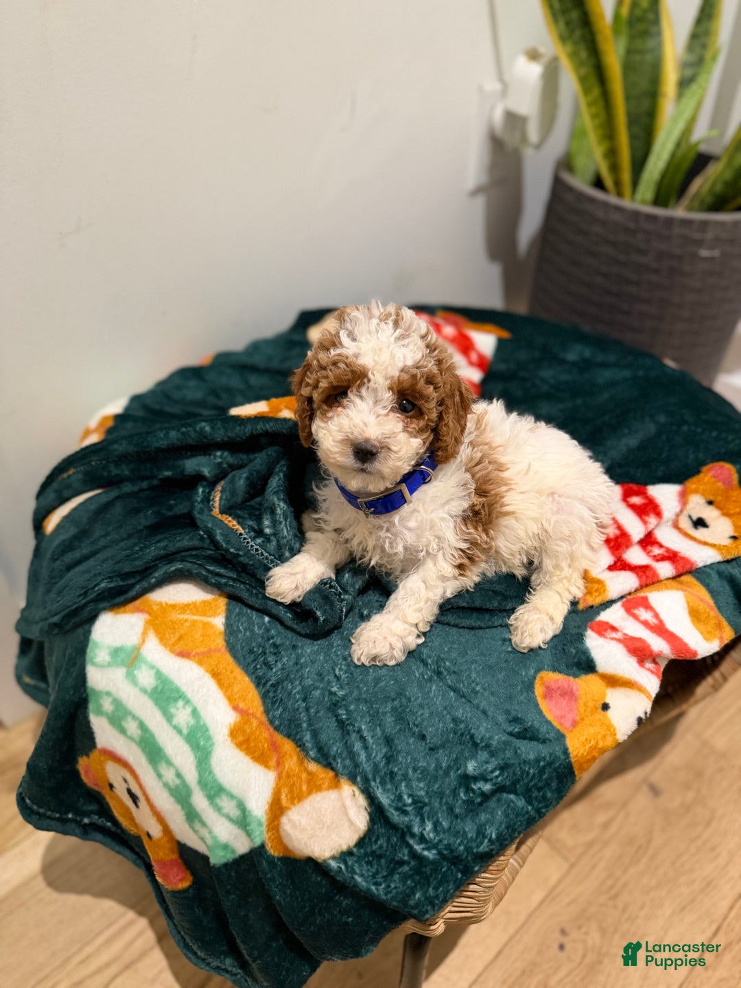 Toy Poodle dogs for sale: Blueberry  - Ad 9