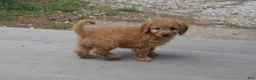 Goldendoodle dogs for sale: Maverick-Male - Ad 3