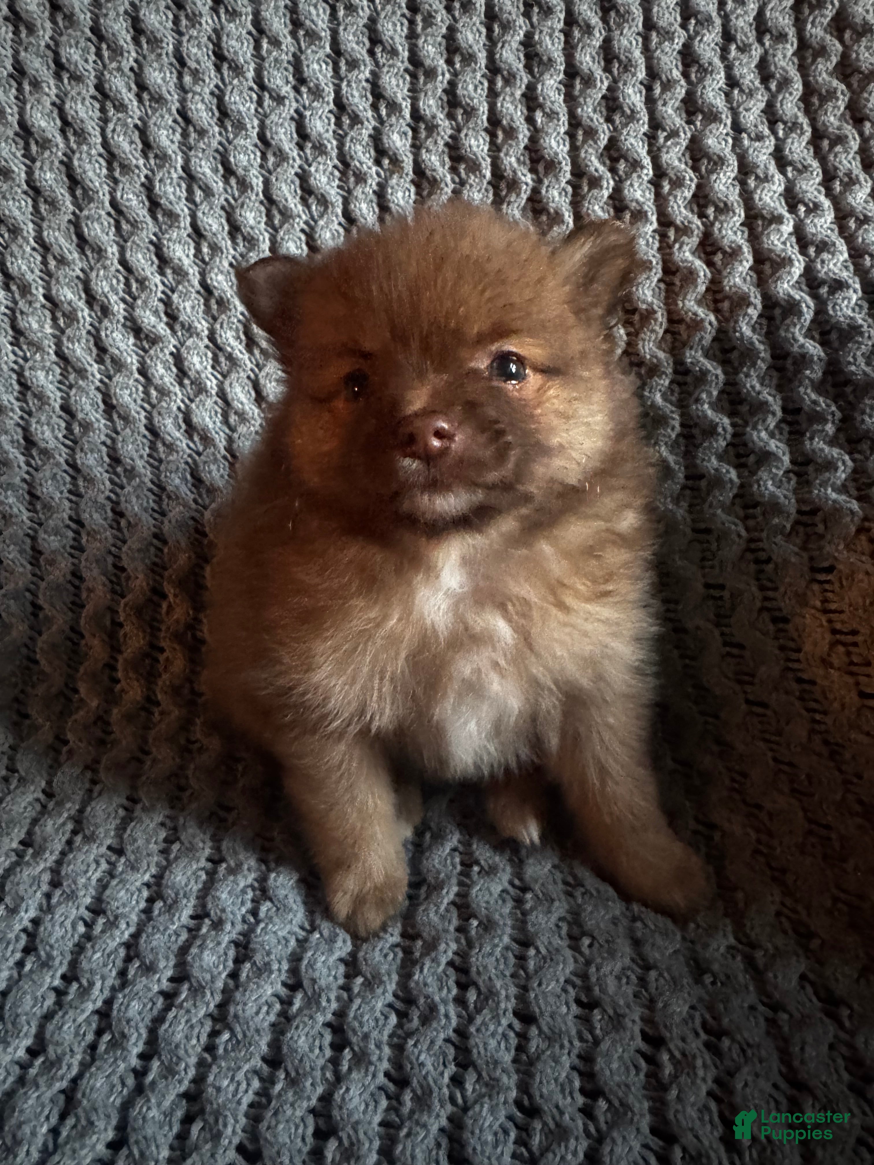 Pomeranian dogs Daisy - Ad 1