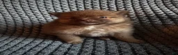 Pomeranian dogs for sale: Daisy - Ad 1