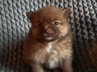 Pomeranian dogs for sale: Daisy - Ad 3