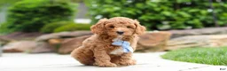 Cavapoo dogs for sale: Maverick - Ad 5