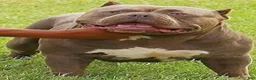 American Bully dogs for sale: American Bully Puppy 7 - Ad 17