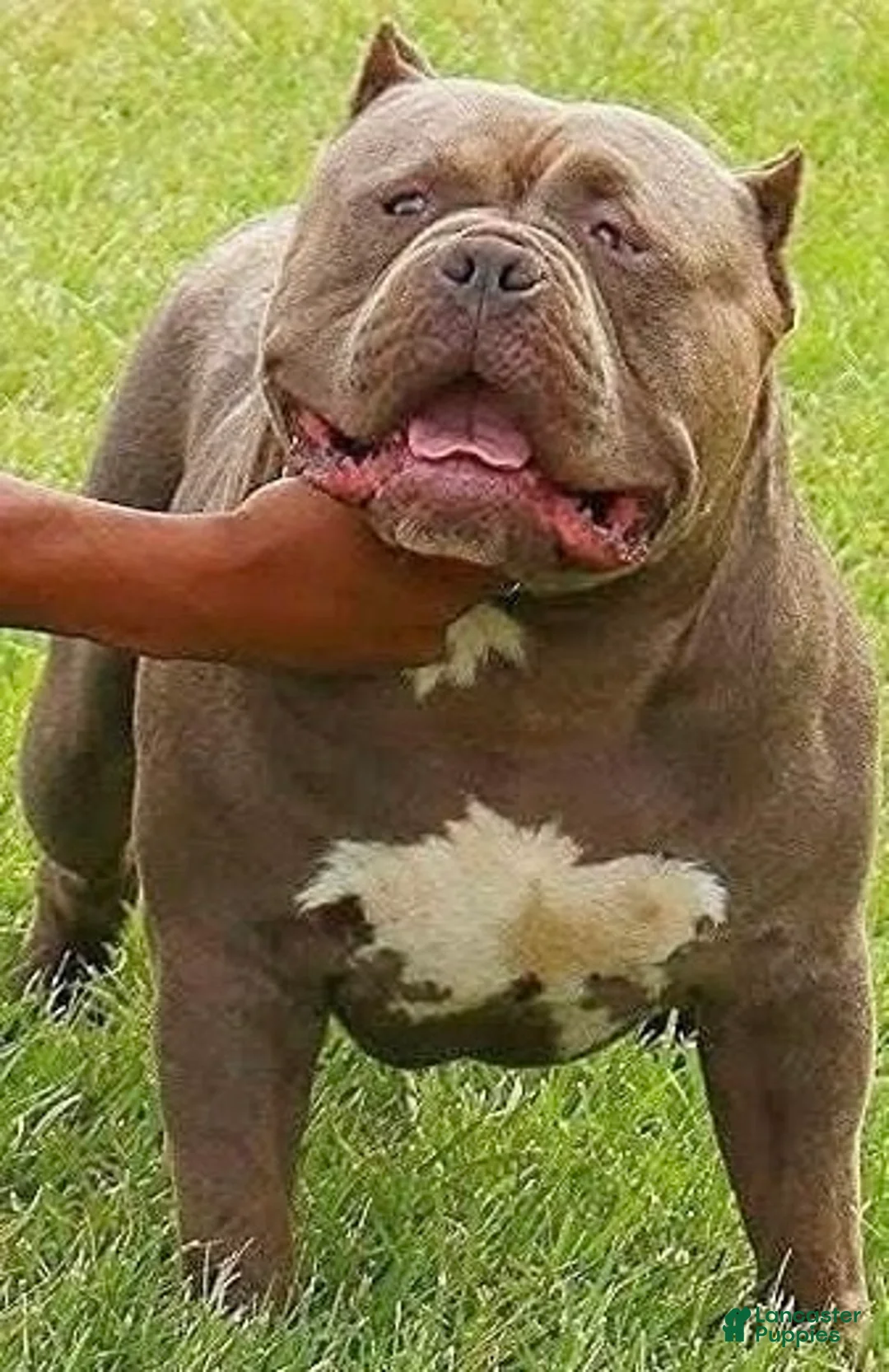 American Bully dogs for sale: American Bully Puppy 7 - Ad 17