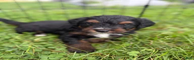 Aussiedoodle 3