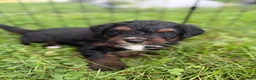 Aussiedoodle dogs for sale: Aussiedoodle 3 - Ad 1