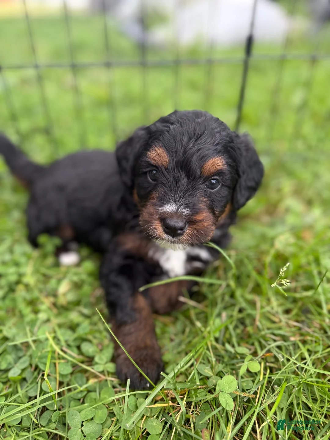 Aussiedoodle dogs for sale: Aussiedoodle 3 - Ad 1