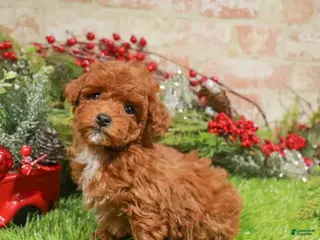 Toy Poodle dogs Toy Poodle Puppy 1 - Ad 8