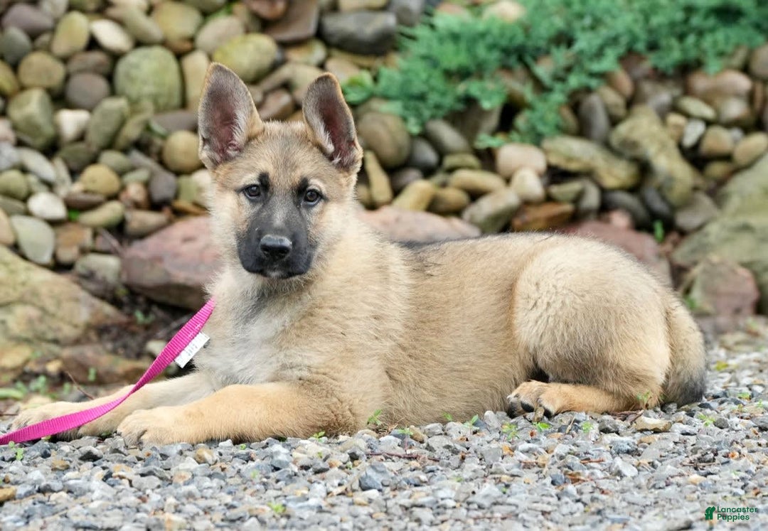 Gallery Image {{count}}