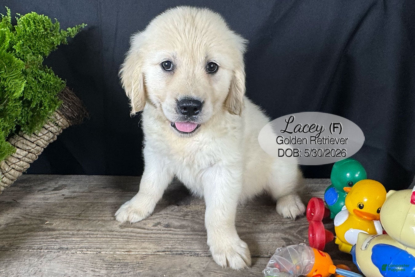 Golden Retriever dogs Lacey - Ad 2