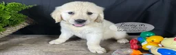 Golden Retriever dogs for sale: Lacey - Ad 2